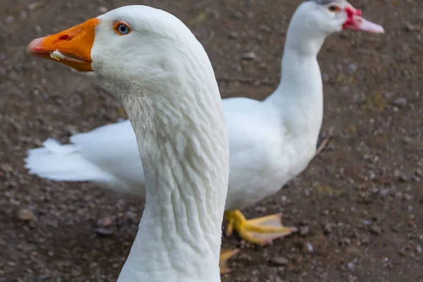 Große Weiße Ente Lebt Park — Stockfoto