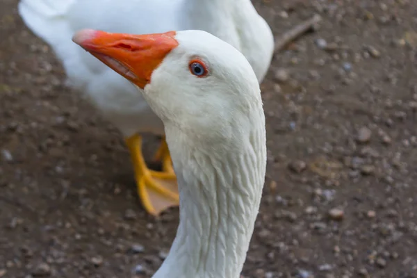 Gran Pato Blanco Que Vive Parque —  Fotos de Stock
