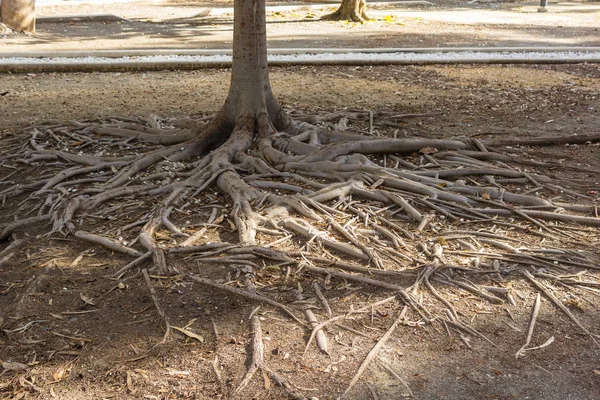 Boomwortels Aan Oppervlakte Van Grond Het Park — Stockfoto