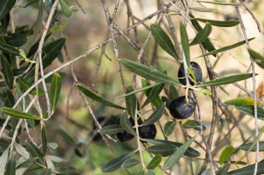 bahçede bir ağaç dalı üzerinde siyah zeytin