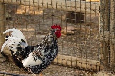 parlak renkli kuş tüyü özgürlük ile dekoratif horoz