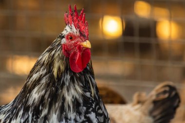 parlak renkli kuş tüyü özgürlük ile dekoratif horoz