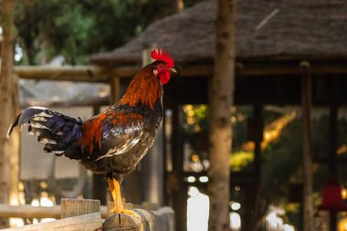 parlak renkli kuş tüyü özgürlük ile dekoratif horoz