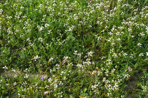 Квіткова Трава Зелений Фон Полі — стокове фото