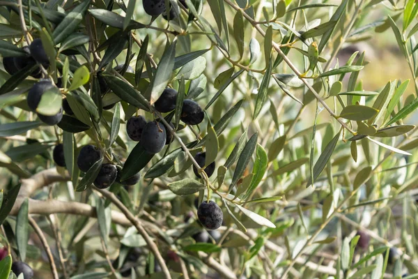 Schwarze Olive Auf Einem Ast Garten — Stockfoto