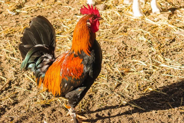 Szabadság Fényes Színes Tollazatú Dekoratív Kakas — Stock Fotó