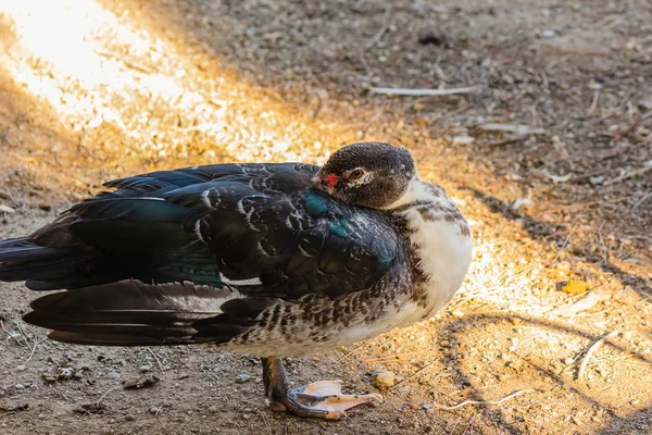 Parlak Renkli Kuş Tüyü Özgürlük Ile Dekoratif Ördek — Stok fotoğraf