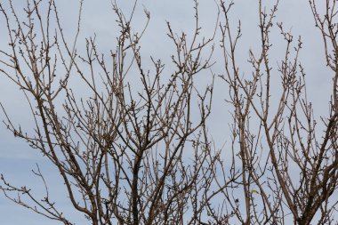çam ağacı yaprakları bir bulutlu gökyüzü karşı olmadan