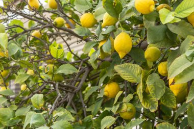 Limon koruluğundaki bir ağaçtan sarkan limonları kapatın.