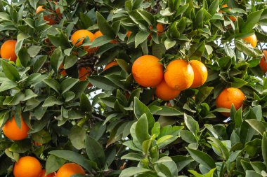 bitki, portakal ağacı üzerinde taze turuncu