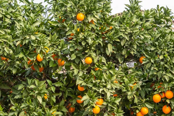 fresh orange on plant, orange tree