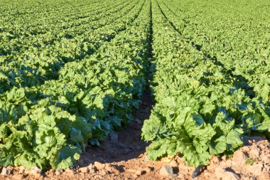 Taze yeşil marul alan, Endülüs, İspanya