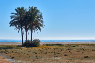 Palmiye ağacı plaj manzara mavi gökyüzü. 