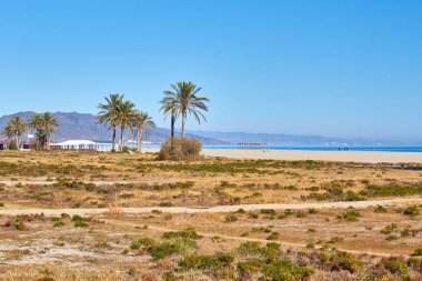 Palmiye ağacı plaj manzara mavi gökyüzü. 