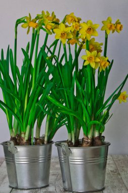  bir alüminyum demet nergis 