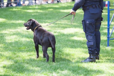 Polis memuru ile siyah labrador retriever köpek görev