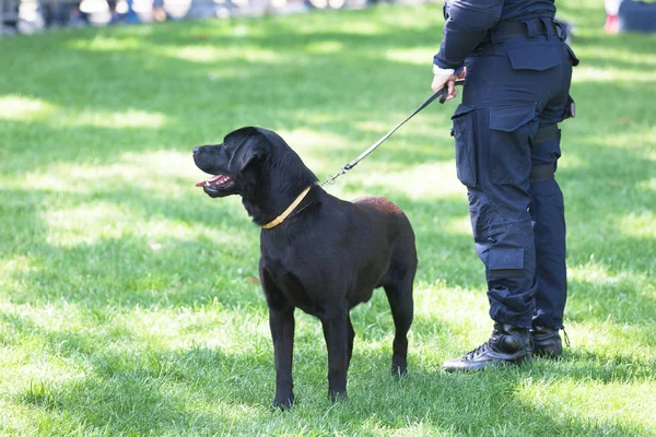 Politieagent Met Zwarte Labrador Retriever Hond Plicht — Stockfoto