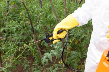 Man spraying toxic pesticides or insecticides in the vegetable garden clipart
