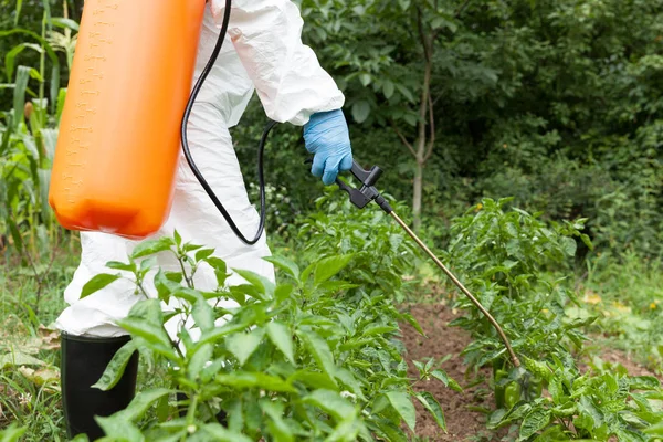 Человек Распыляет Пестициды Инсектициды Огороде — стоковое фото