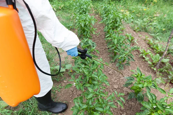男は殺虫剤または家庭菜園の殺虫剤の噴霧 — ストック写真