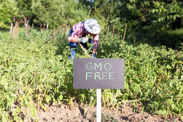 Farmer working in the non GMO vegetable garden