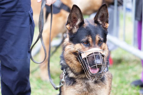 Politieagent Met Een Politiehond — Stockfoto