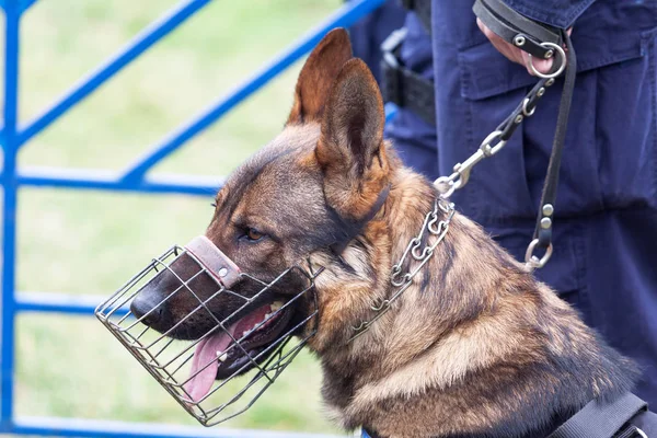 Polizist Mit Polizeihund — Stockfoto