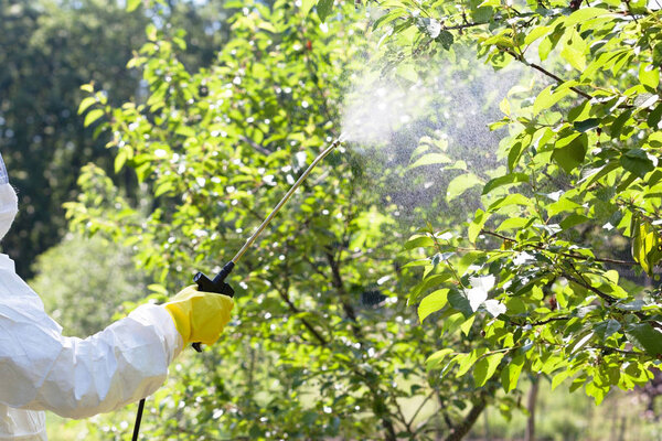 Farmer spraying pesticides or herbicides in an fruit orchard