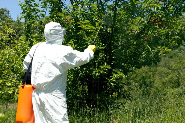 Agricultor Pulverizando Pesticidas Herbicidas Pomar Frutas — Fotografia de Stock