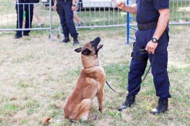 Belçikalı Malinois polis köpeği ile polis