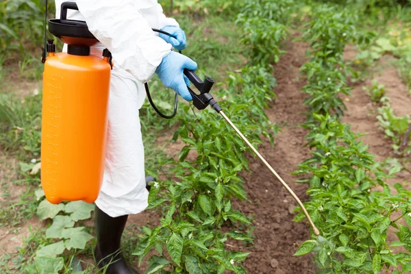 Erbicida che spruzza. Ortaggi non biologici . — Foto Stock