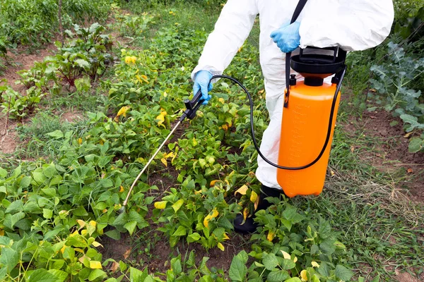 Herbicid sprutning. Icke-ekologiska grönsaker. — Stockfoto