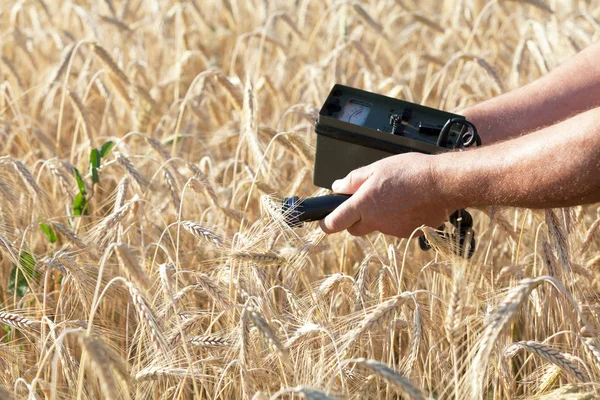 Messung der Strahlenwerte von Weizen — Stockfoto