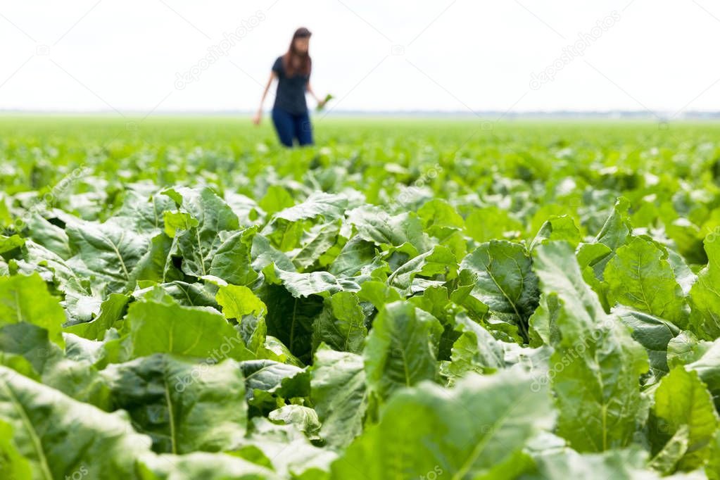 The cultivation of sugar beet