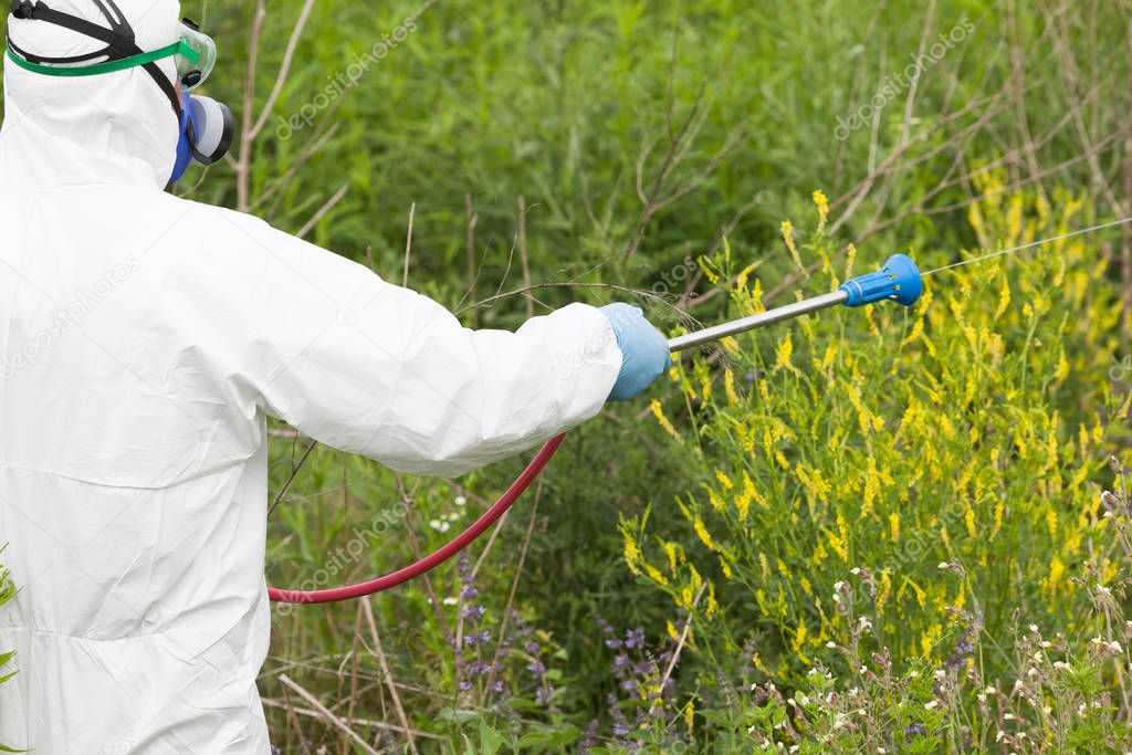 Man in protective workwear spraying herbicide on ragweed. Weed control.
