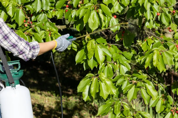 Obstbaum Mit Organischem Pestizid Oder Insektizid Besprühen — Stockfoto