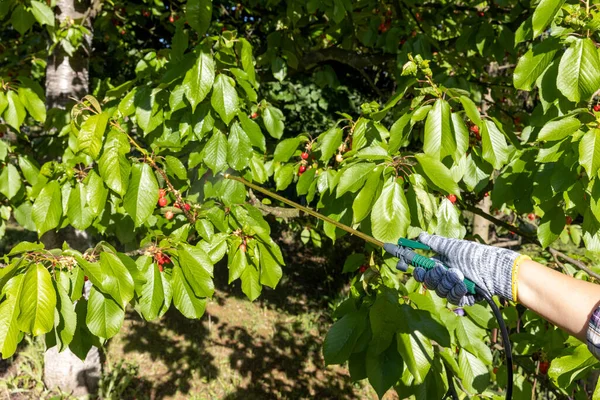 유기농 살충제나 살충제를 사용하여 과일나무에 농약을 — 스톡 사진
