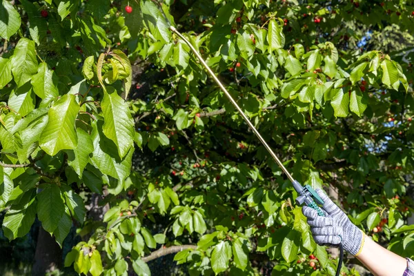 Obstbaum Mit Organischem Pestizid Oder Insektizid Besprühen — Stockfoto