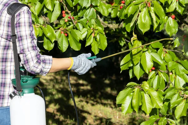 Pulverización Árboles Frutales Con Pesticidas Insecticidas Orgánicos —  Fotos de Stock