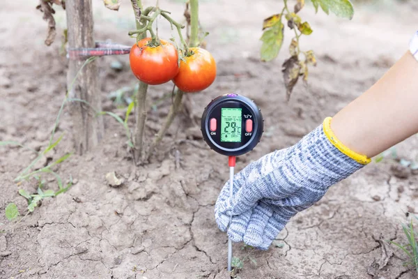 Messung Von Temperatur Feuchtigkeitsgehalt Des Bodens Und Umgebungsfeuchte Einem Gemüsegarten — Stockfoto