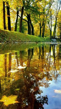 Sonbahar ağaçlar bir ormandaki veya bir göl kenarında bir parkta