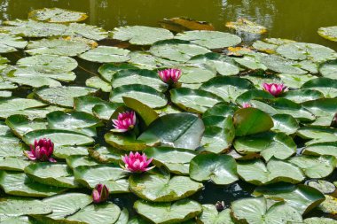 Gölde nilüferler. nilüfer çiçekleri. 
