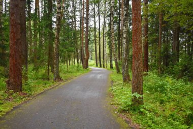 Ağaçlarla dolu güzel bir sihir parkı. Doğal peyzaj arka plan. Ormanda asfalt yol.