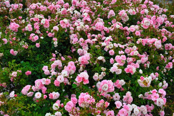 Stor buske av rosa rosor i en trädgård. blomma bakgrund Stockbild