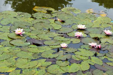 Yaz aylarında bir gölet üzerinde baston çalılar