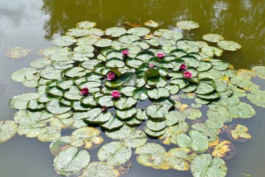Gölde nilüferler. nilüfer çiçekleri. 