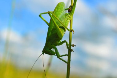   Yaz aylarında bir bıçak üzerinde büyük yeşil çekirge veya çekirge. 