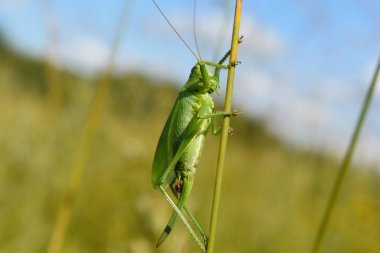 Yaz aylarında bir bıçak üzerinde büyük yeşil çekirge veya çekirge. 