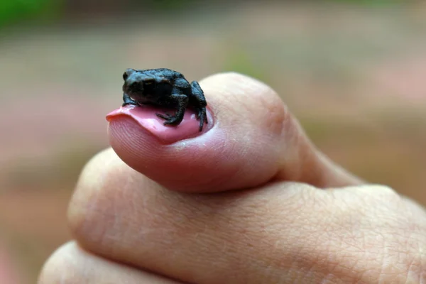 Sapo pequeno em um prego da mão feminina — Fotografia de Stock