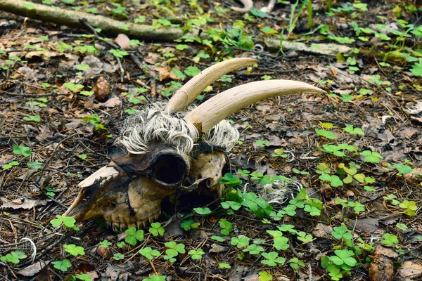 Cráneo y huesos de animales muertos . — Foto de Stock